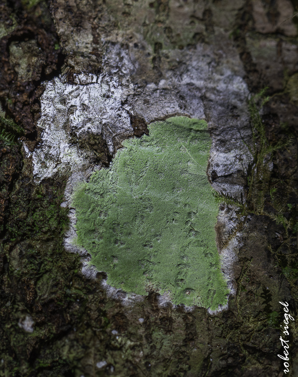 fungus - madagascar